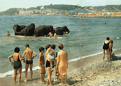 Elephants from circus relaxing in the sea